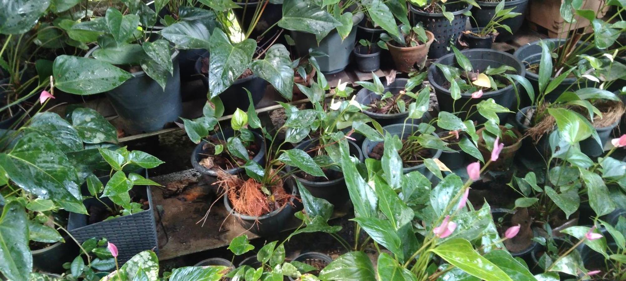 Kanneliya Eco Garden Hotel Koralegama Экстерьер фото